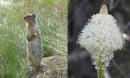 A ground squirrel and beargrass flower, Mount Spokane